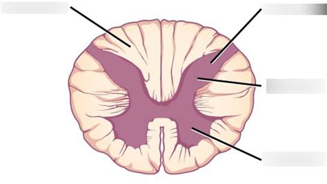 Diagram Of Grey And White Matter In The Spinal Cord Quizlet