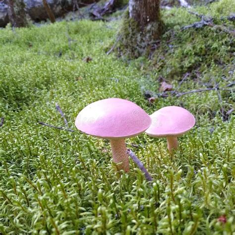 Pink Mushrooms Stock Photo Image Of Parasite Parasitic 1252918