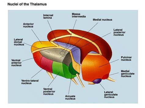 Thalamus Diagram