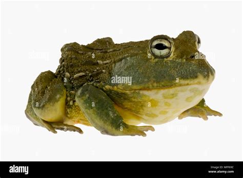 Giant Bullfrog Pyxicephalus Adspersus Males Can Be Over 250mm In Body Length And Weigh Over 1kg