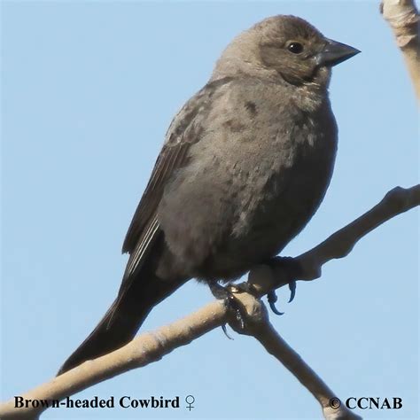 Cowbirds Icteridae North American Cowbirds Birds Of North America