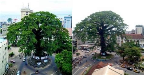 The Historic Importance Of Freetown S Iconic Cotton Tree