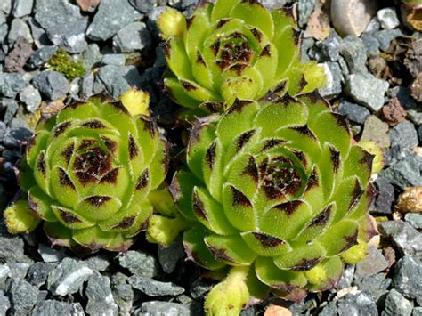 Sempervivum Cantabricum World Of Succulents