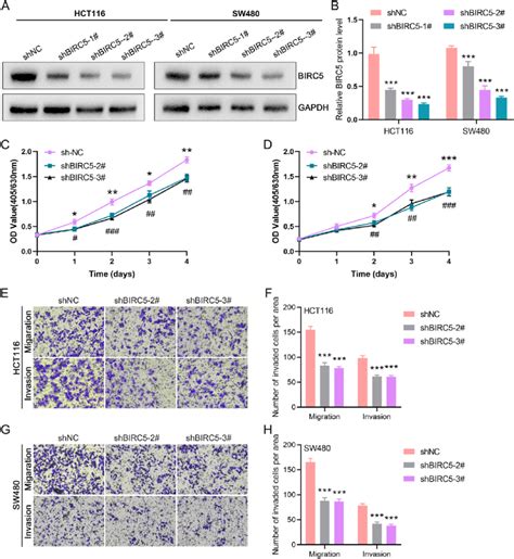 Down Regulation Of Birc Inhibited Proliferation Migration And