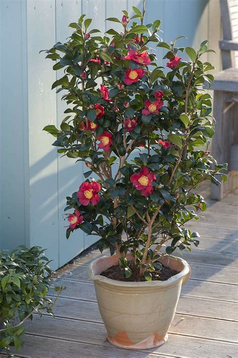 Camellia Sasanqua Yuletide Camellia Yuletide Camellia Camellia