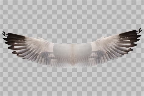 Premium PSD Isolated Wings Bird