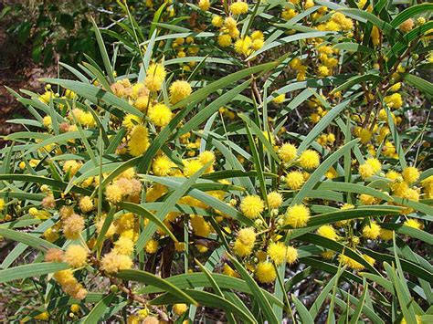Acacia Confusa Small Philippine Acacia 15 Seeds
