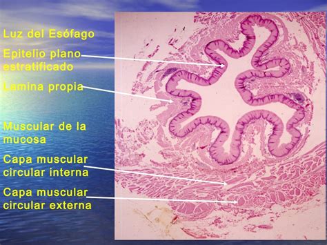 Histologia Aparato Digestivo