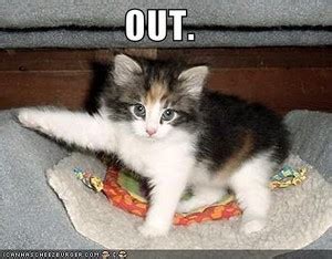 cute kitty memes - Cute Kittens Photo (41532547) - Fanpop