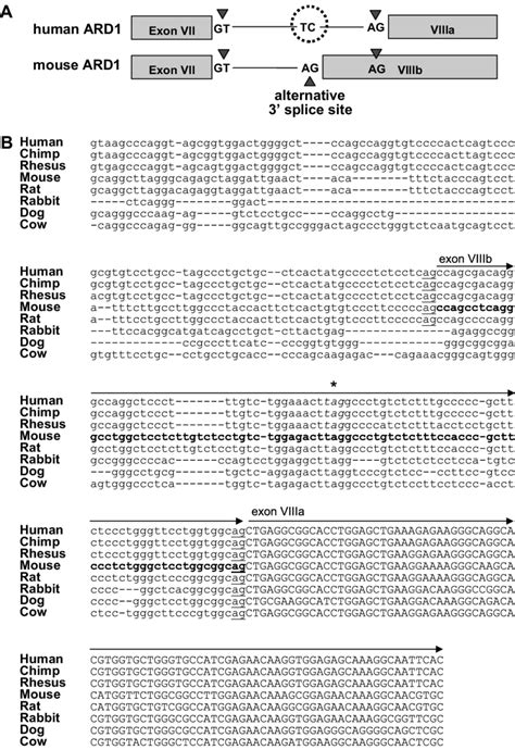 The Human Genome Does Not Have Conserved Gt Ag Intron Seen In Mouse