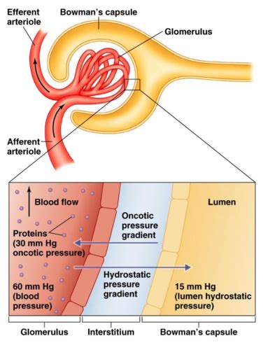 Diuretics Flashcards Quizlet