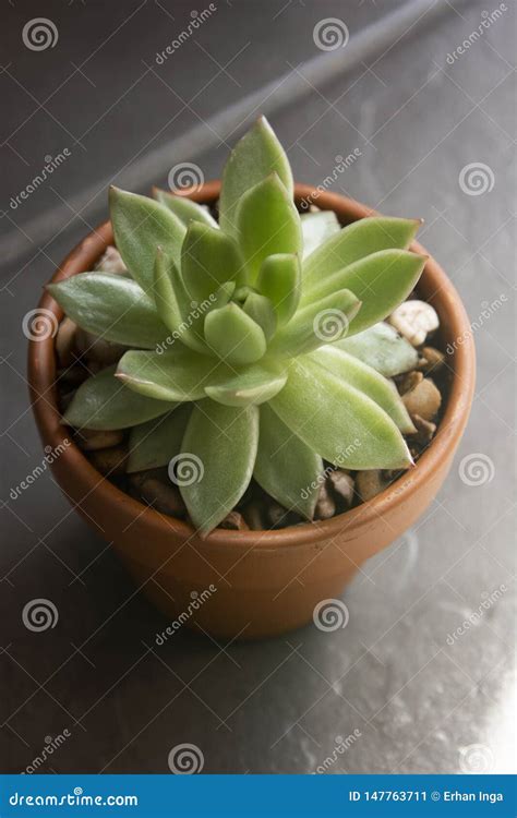 Echeveria Planta Suculenta En Pote Planta Decorativa Interior