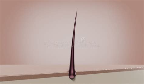 Single Hair Follicle 3d Illustration Stock Illustration