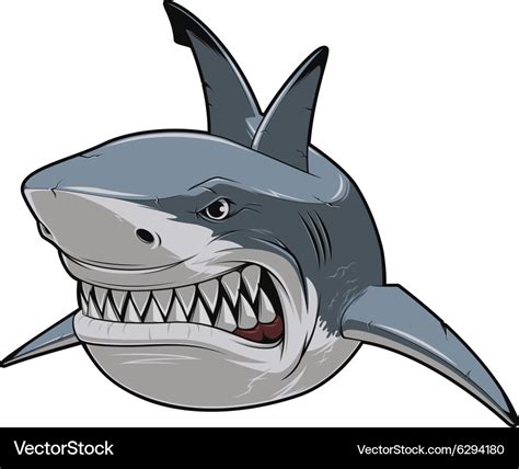 Angry White Shark Royalty Free Vector Image VectorStock