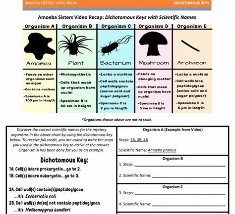 Amoeba Sisters Handout Answer Keys