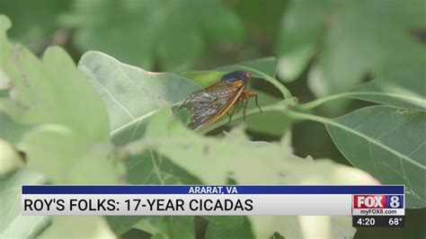 17 Year Locusts Making An Appearance In Ararat Virginia Youtube