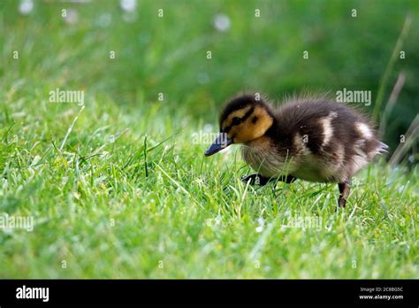 Fluffy Ducklings Hi Res Stock Photography And Images Alamy