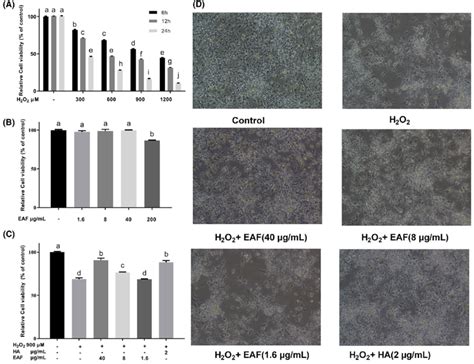 Eaf Impacts The Cell Viability And Morphology In Primary Cortical