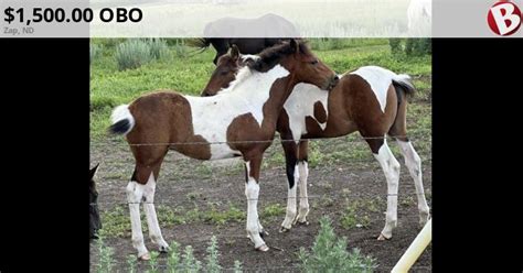Weanling 14 Draft Paint Fillies Zap Nd