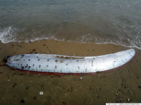 Giant Oarfish Washes Up On Californias Catalina Island Huffpost