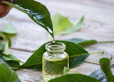 Utilizzo Del Tea Tree Oil Per Le Infezioni Cutanee