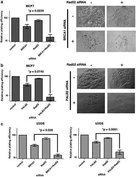 Rad Inactivation Is Synthetically Lethal With Deficiencies In Brca