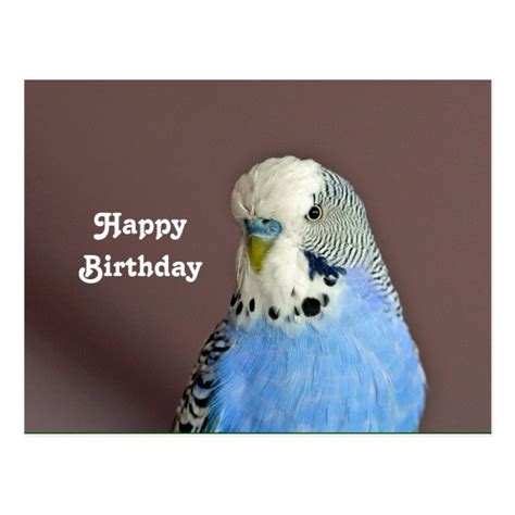 Pretty Blue Parakeet Photo Birthday Postcard Uk