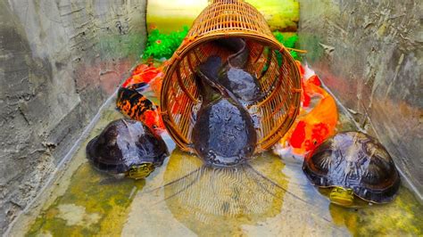 Menemukan Perangkap Ikan Lele Ikan Hias Kura Kura Ikan Sapu Sapu