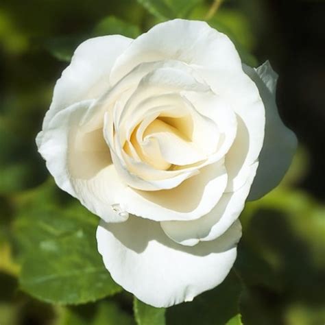 Роза Anastasia (Анастасия)🌹 - купить саженцы в Украине | FLORIUM.UA
