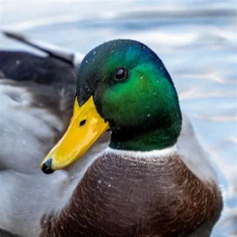 duck quack sounds apps  google play