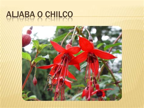 Plantas Nativas Del Bosque Andino Patagónico Con Potencial Ornamental