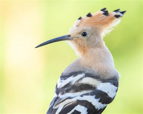 Premium Photo Eurasian Hoopoe Upupa Epops Closeup Of A Bird On A