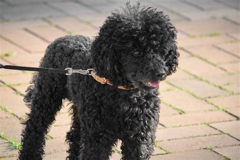 Imagem Gratuita Canino Cão Retrato Bonito Ao Ar Livre Animal