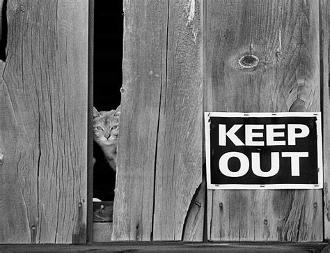 570 Tough Guy Cat Stock Photos Pictures And Royalty Free Images Istock
