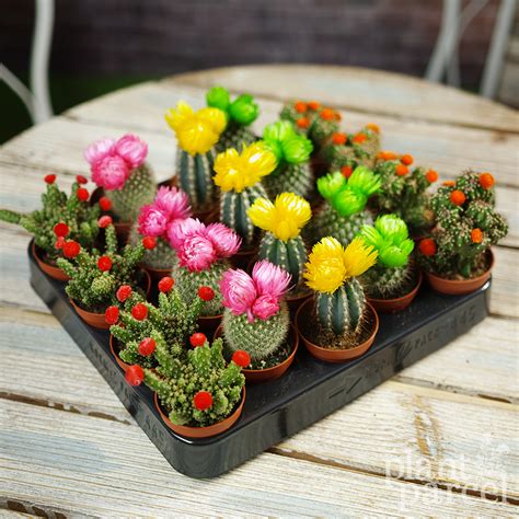 Pictures Of Flowering Cactus House Plants / Mini Disco Cactus Mix ...