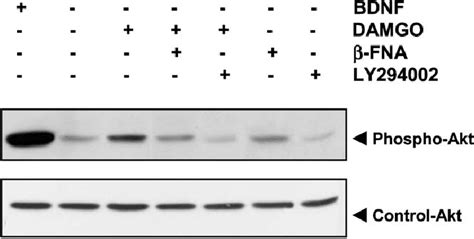 The Opioid Agonist Damgo Stimulates Akt Phosphorylation In Mouse