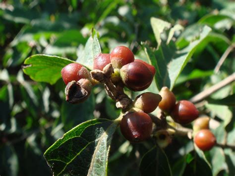 29 Gambar Flora Buah Buahan