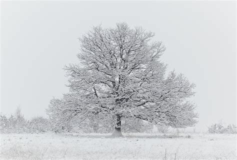 Naked Tree In A Snowfield Stock Image Image Of Rural 7888713