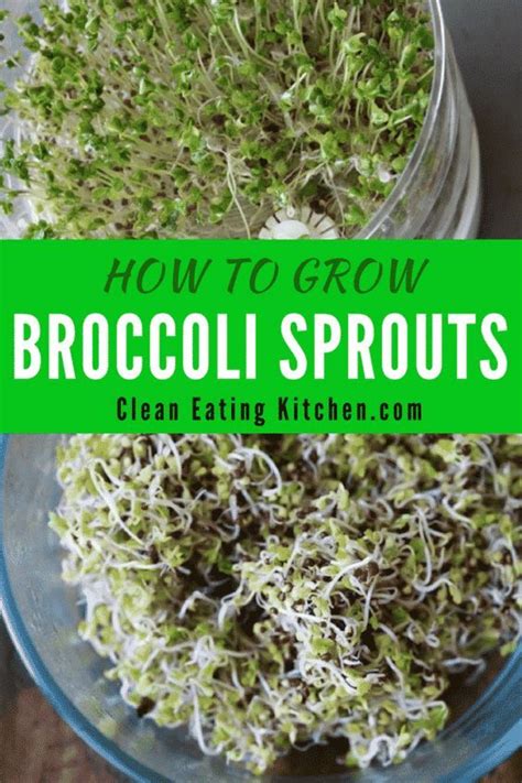 How To Grow Broccoli Sprouts Recipe Broccoli Sprouts Growing