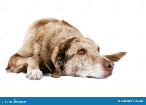 Dog laying down stock photo. Image of injured, close - 38660080