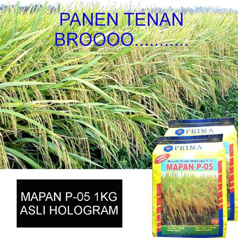 Benih Padi MAPAN P05 1 Kg Hibrida Asli Primasid Produk Pertanian