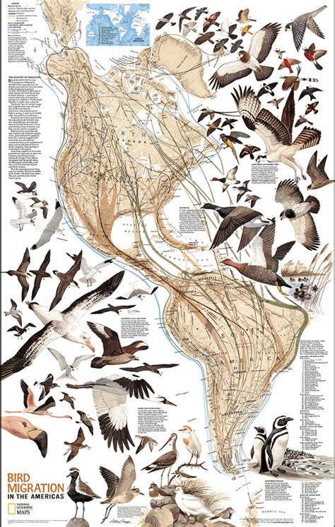 Mesmerizing Maps of Bird Migration – National Geographic Education Blog