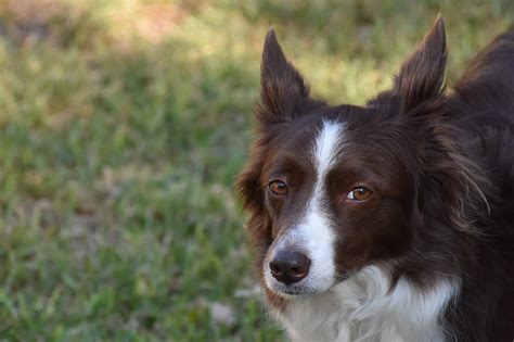 Border Collie Hund Haustier Kostenloses Foto Auf Pixabay Pixabay