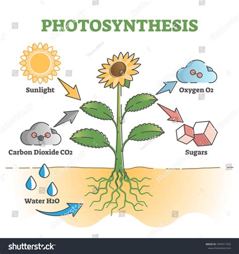 Photosynthesis Diagram Process Symbolic Explanation Scheme เวกเตอร์