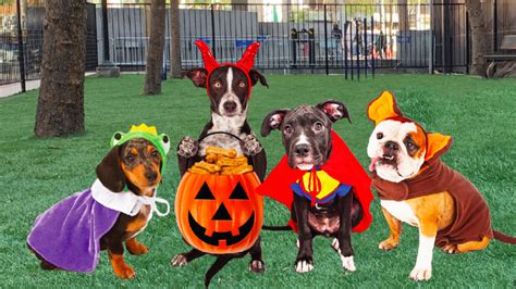 SF's Halloween Dog Costume Party 2022 (UN Plaza)