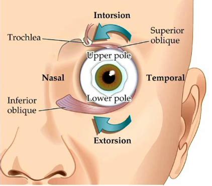 Cranial Nerve Flashcards Quizlet