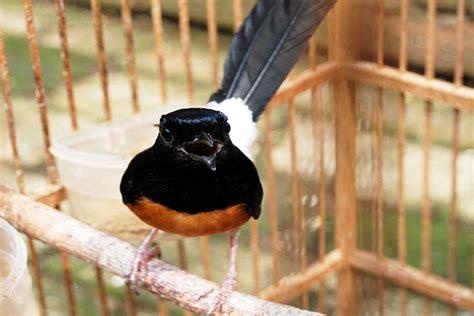 Cara Merawat Burung Murai Batu Supaya Gacor Nuansa Baru