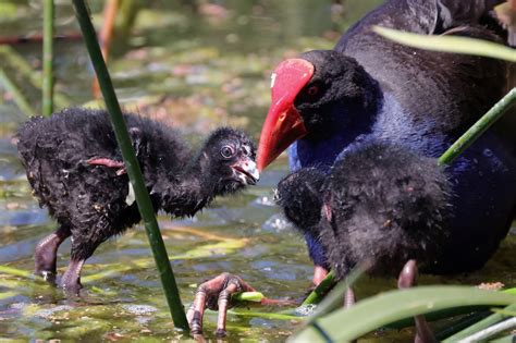 Beginners Outing To Newport Lakes And Jawbone Reserve Birdlifemelbourne