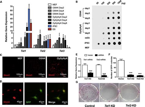 Tet12 Mediated 5hmc Modification Plays Important Roles In Rapid Ipsc