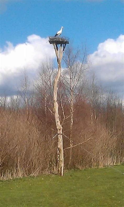 Ooievaar Op Nest Ooievaars Natuur Nest